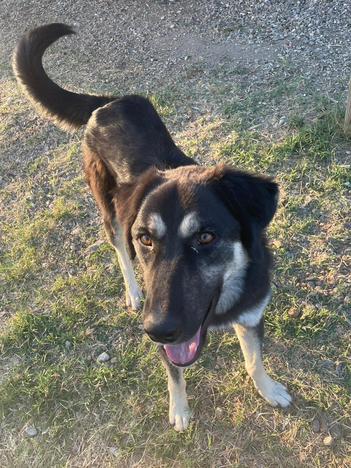Amy