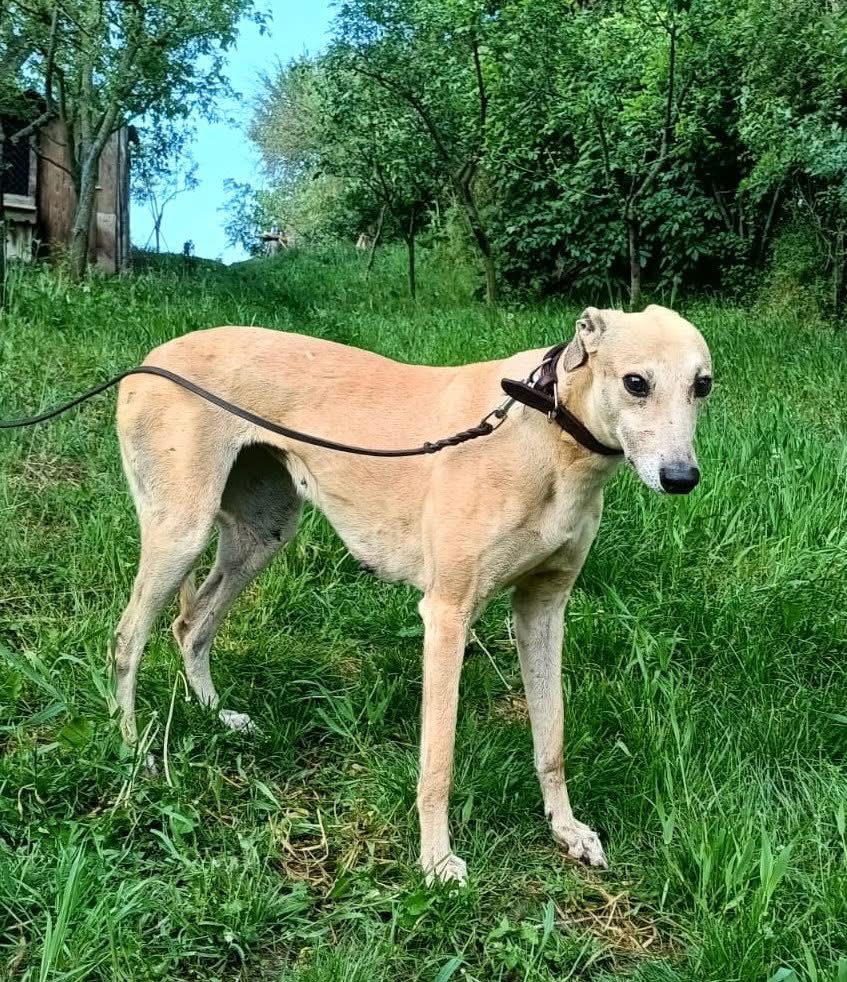 Cora