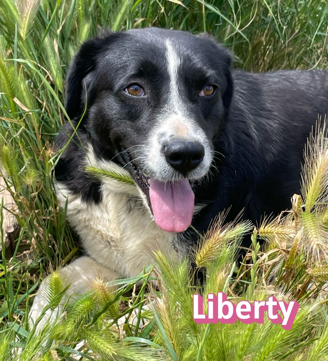 Liberty