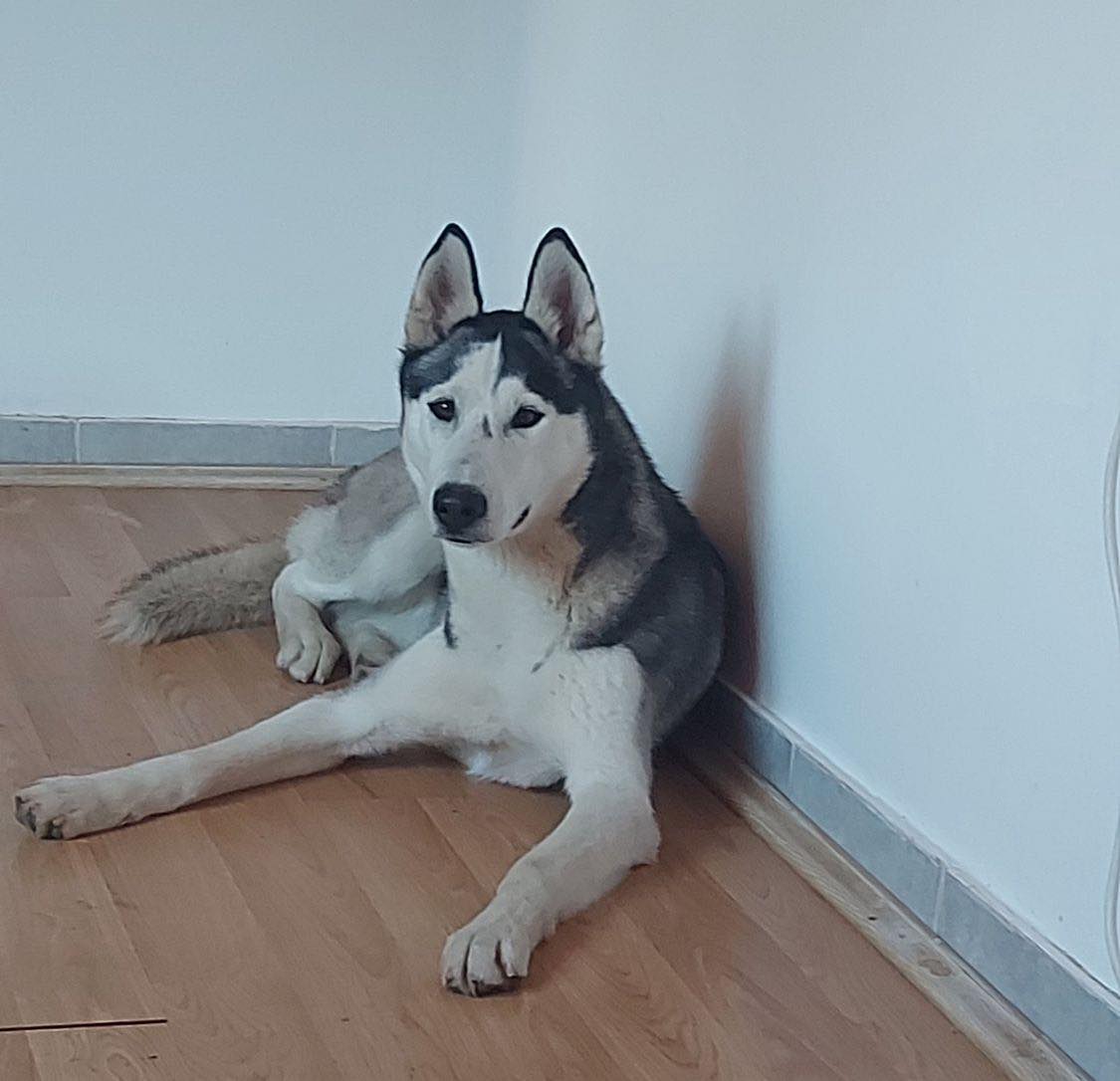 Rex