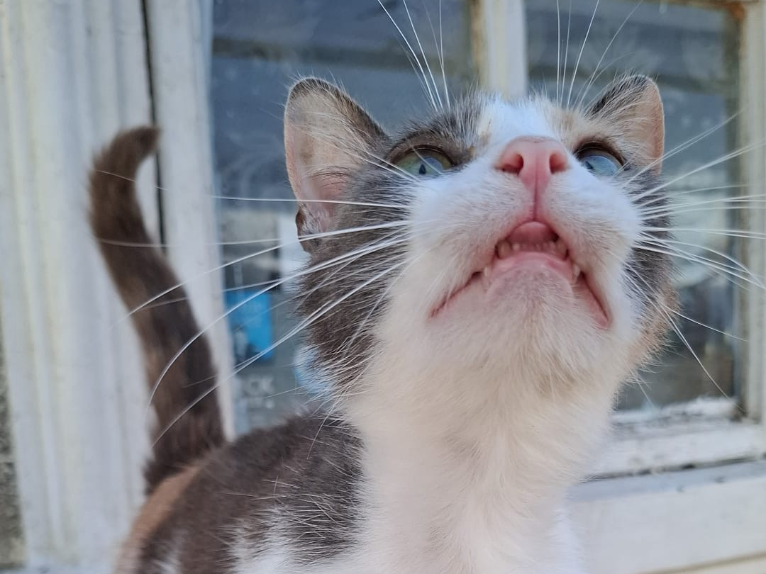 Ava 🐾🐈