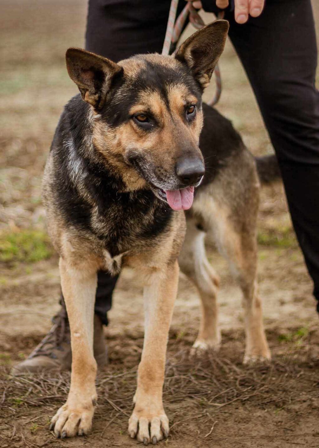 Szorin