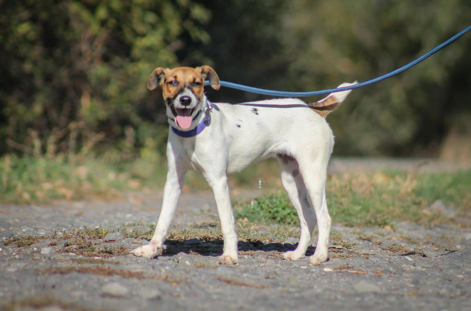 Aliz, Foxterriermix