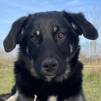 Ella