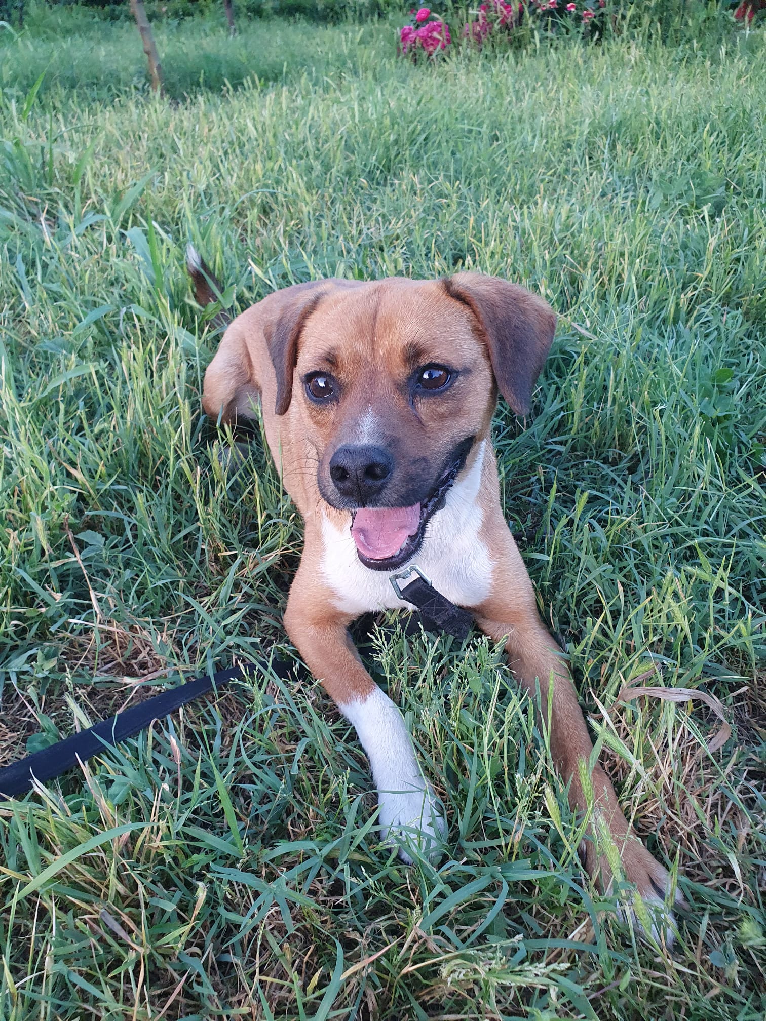 Miro 🐾