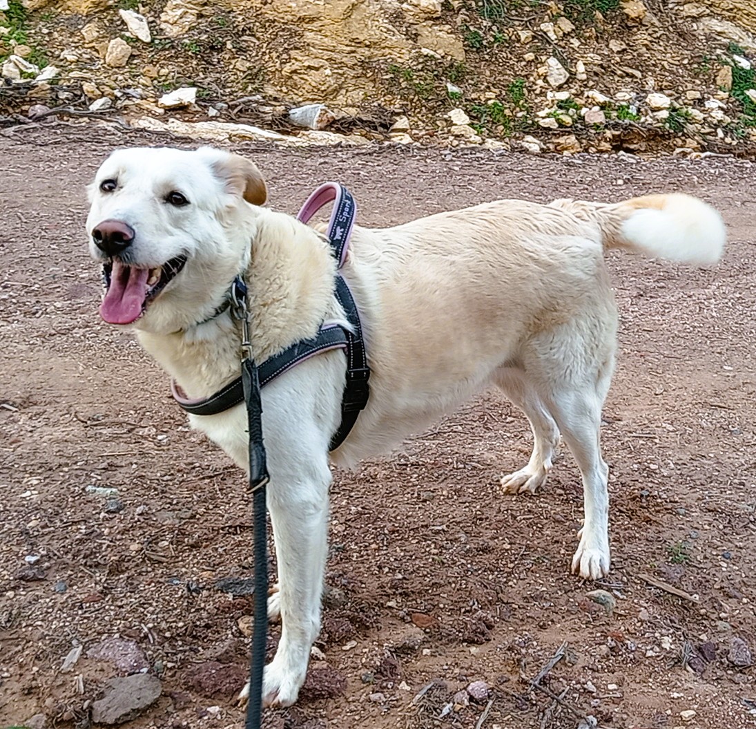 Sina