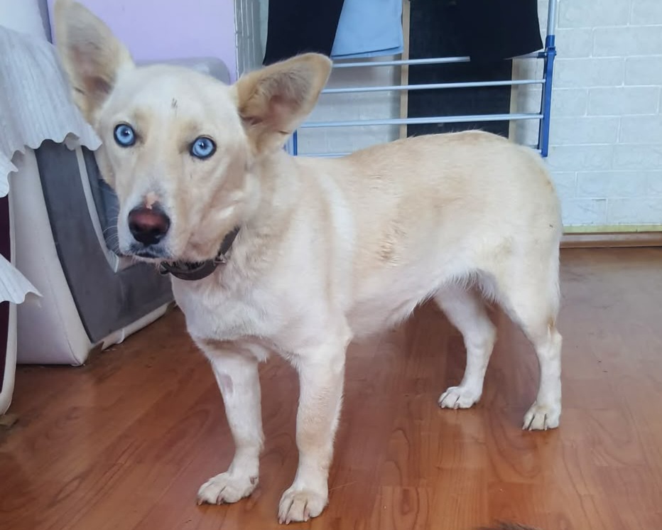 Icy💕ganz besondere Augen