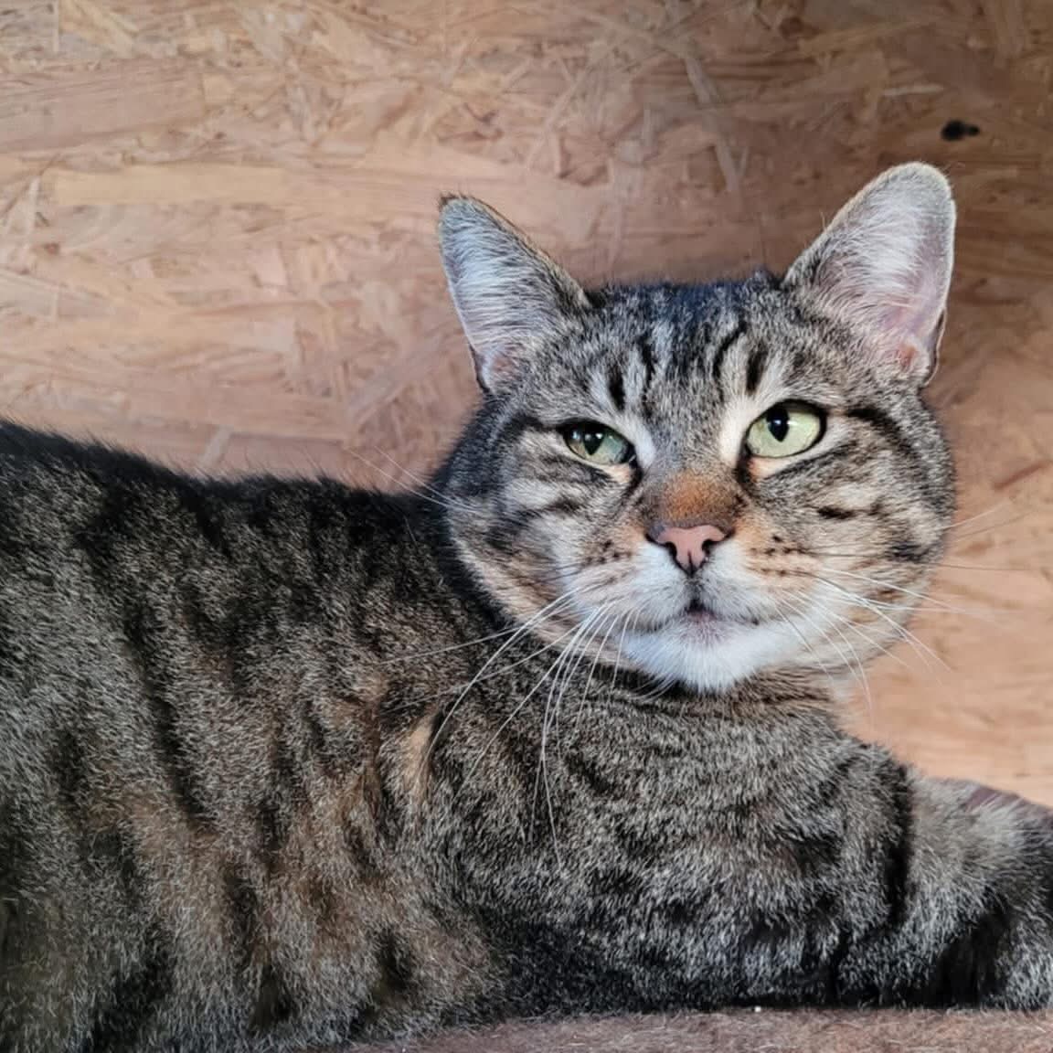 Gizmo 🐾🐈