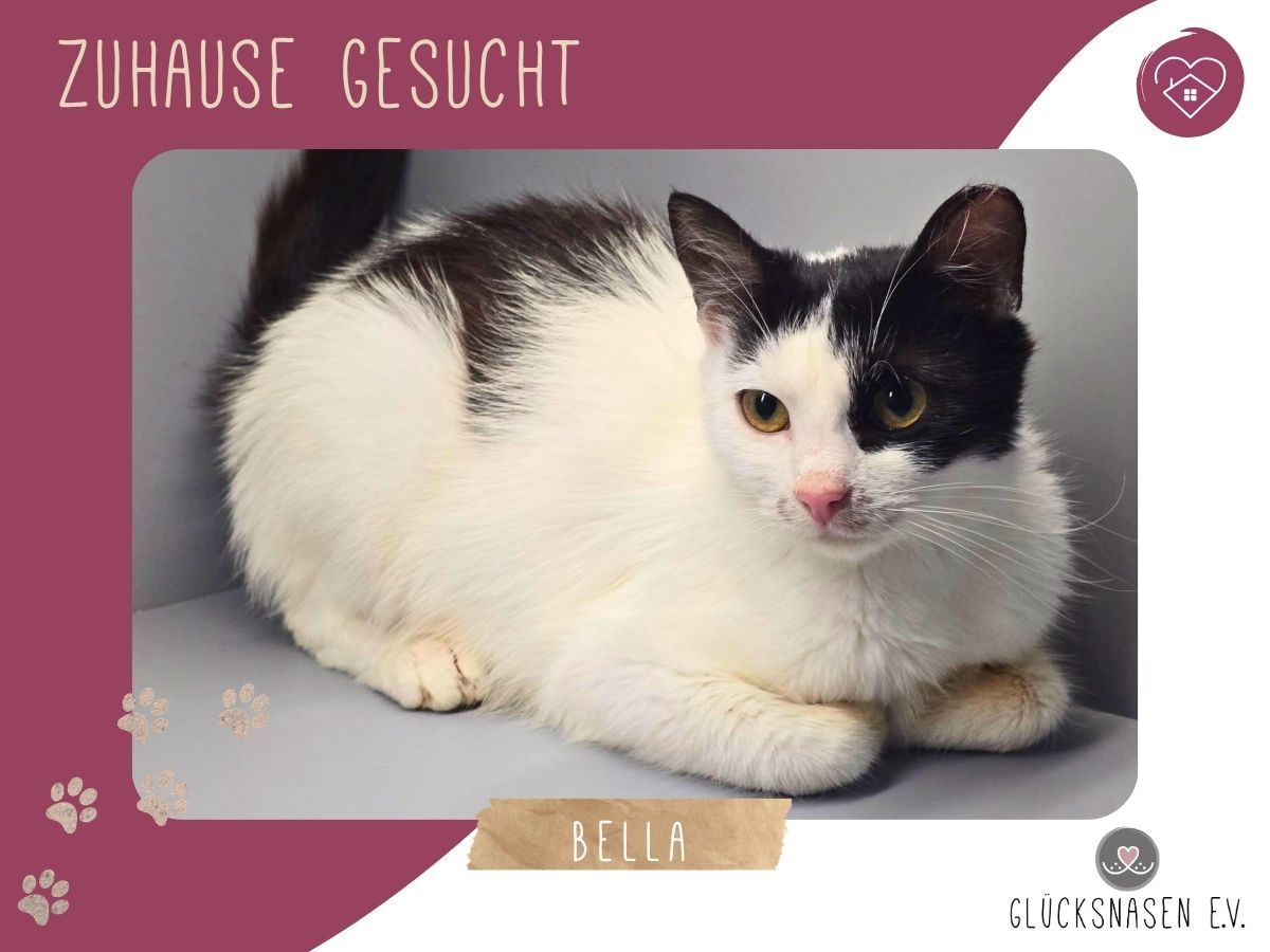 Bella möchte Dein Herz erobern