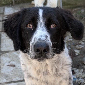 Silas