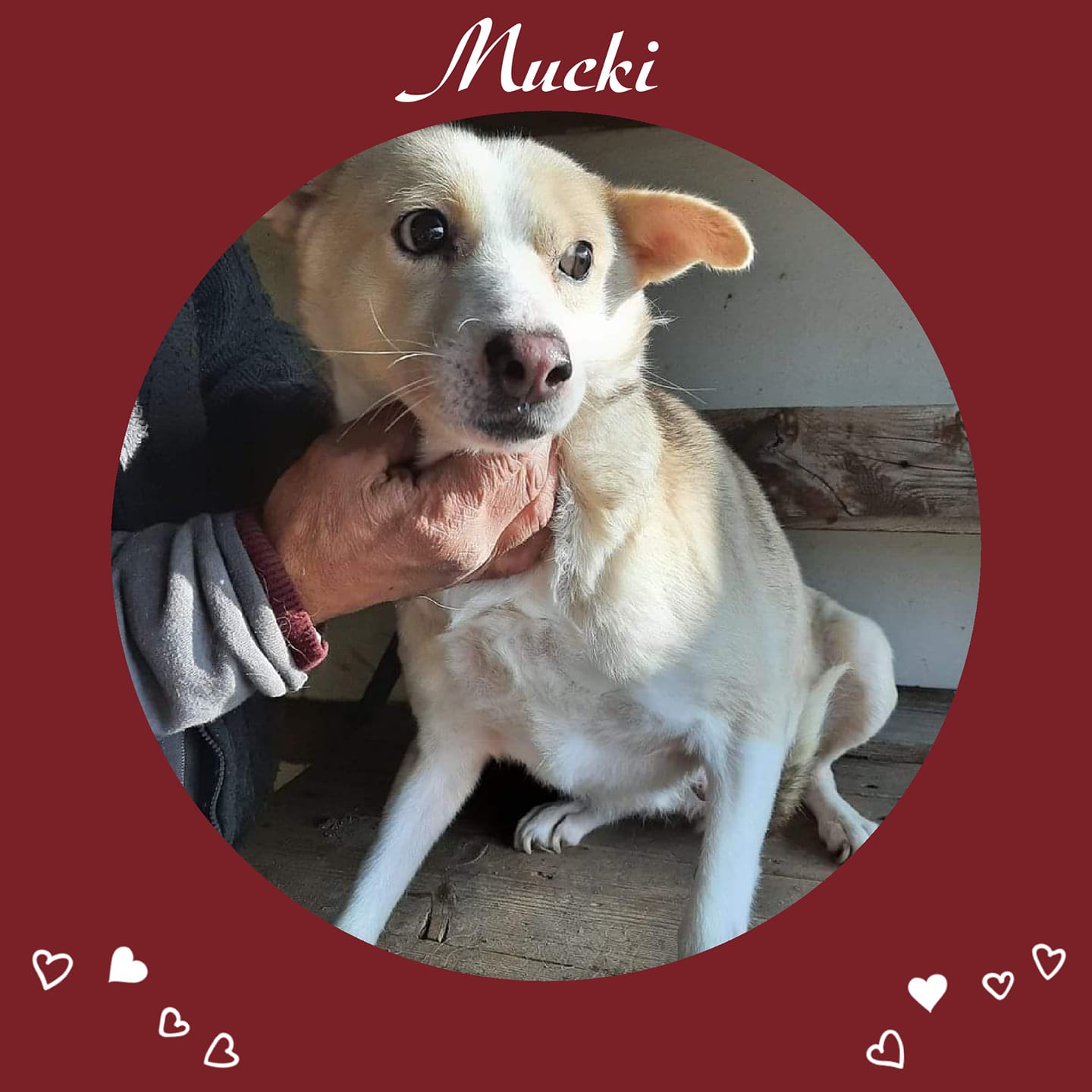 Mucki