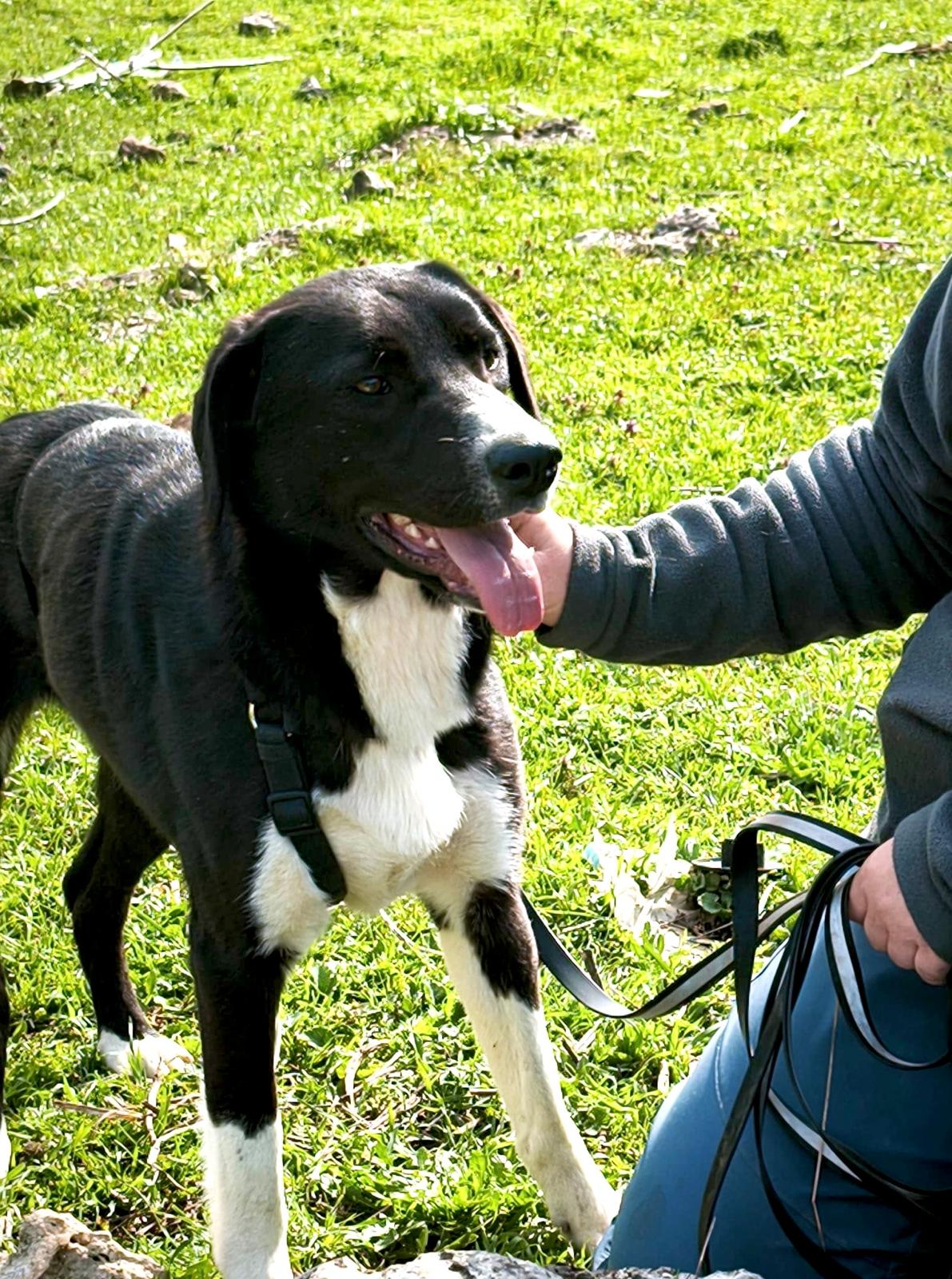 Sumi🐾aktive Hündin