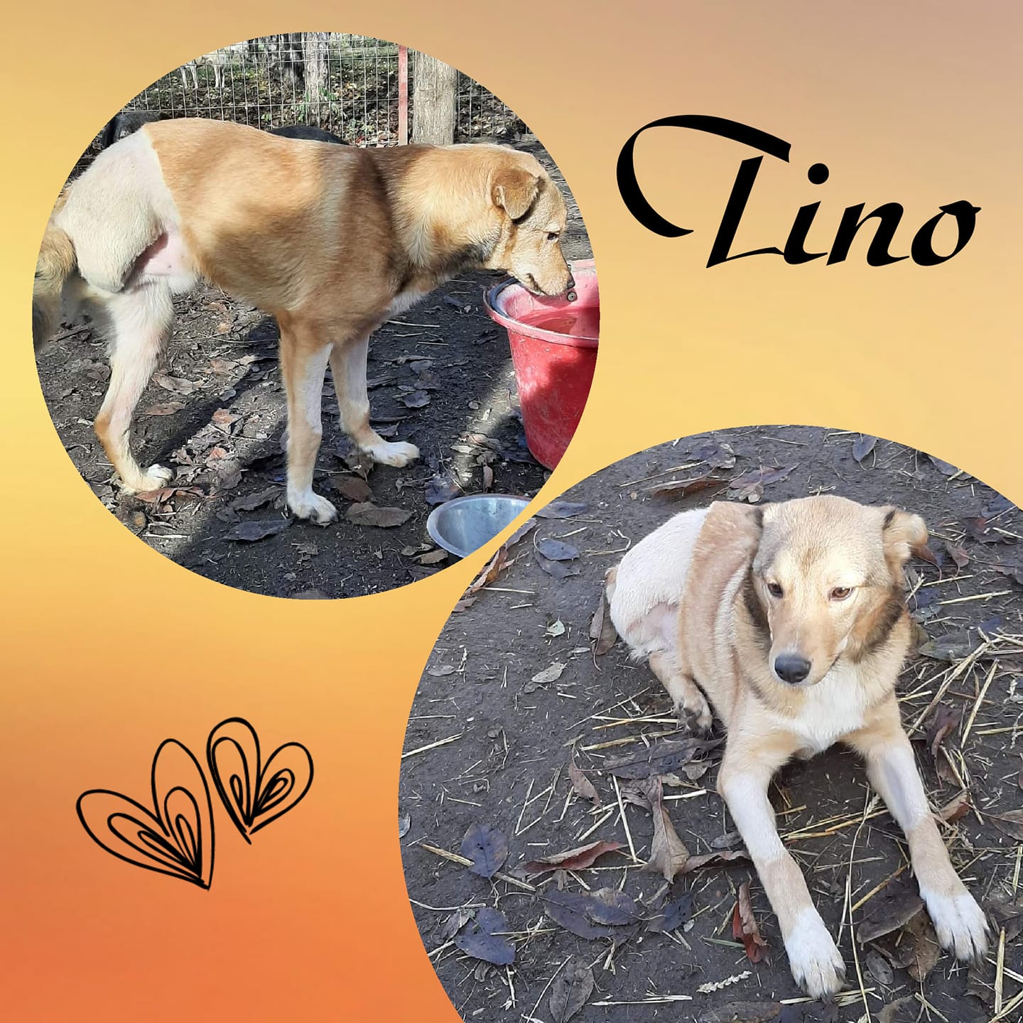 Tino