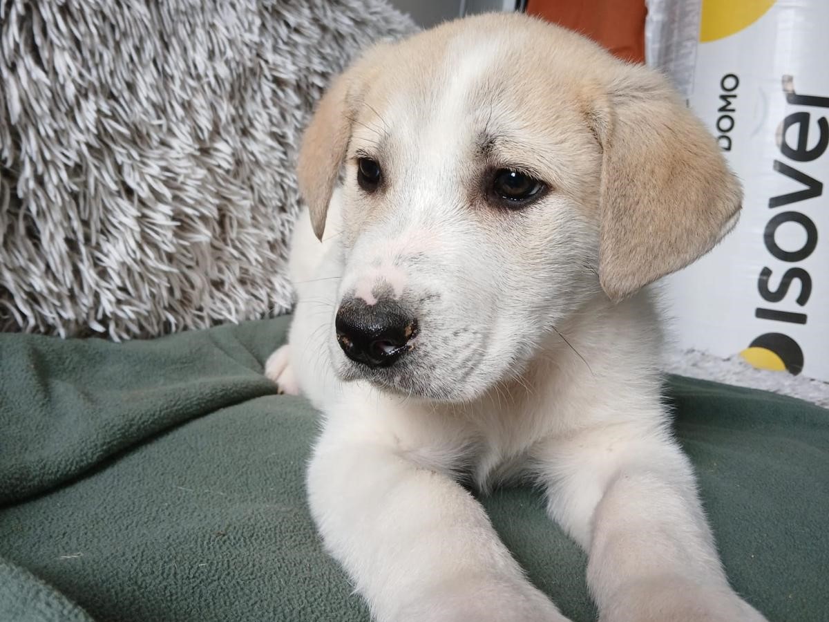 🐶Fröhlicher Welpe Reggie🐶