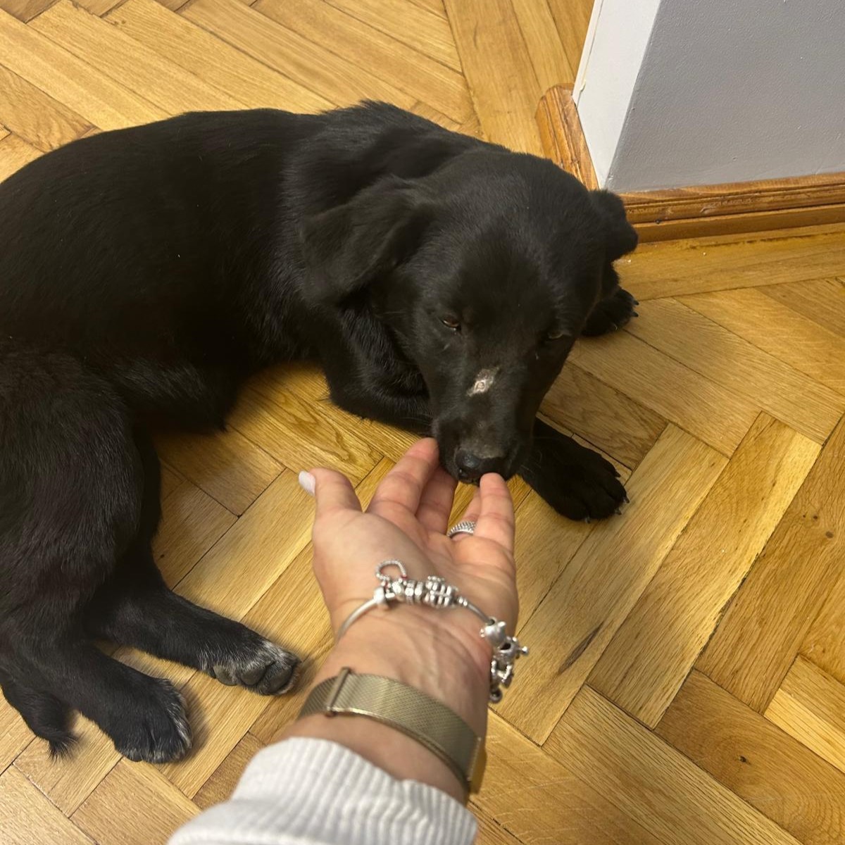 Elli 🐾