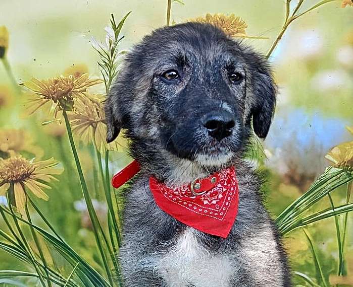 Xena, Welpenmädchen