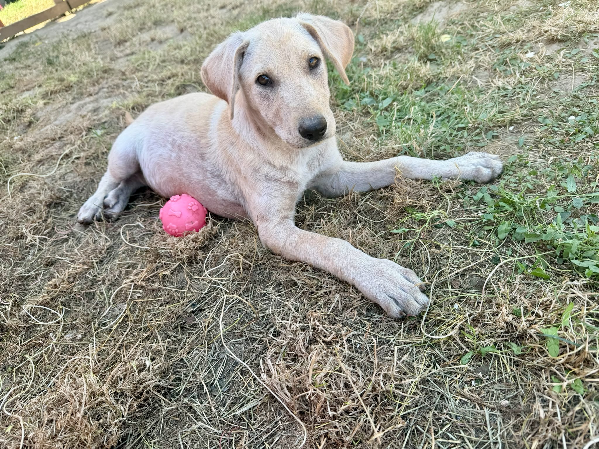 Simba