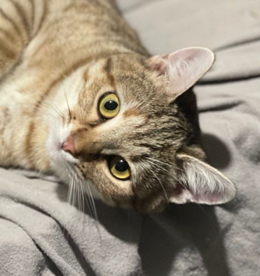 Hazel