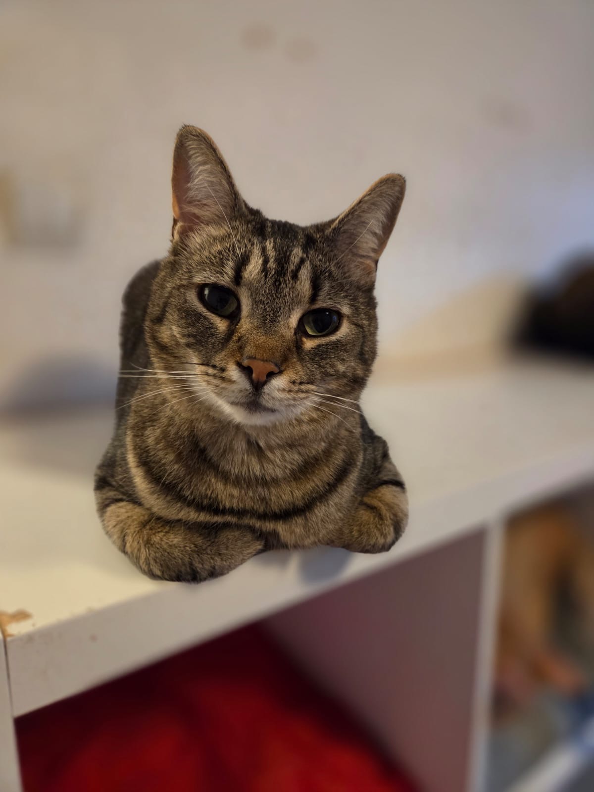Fred 🐾😺