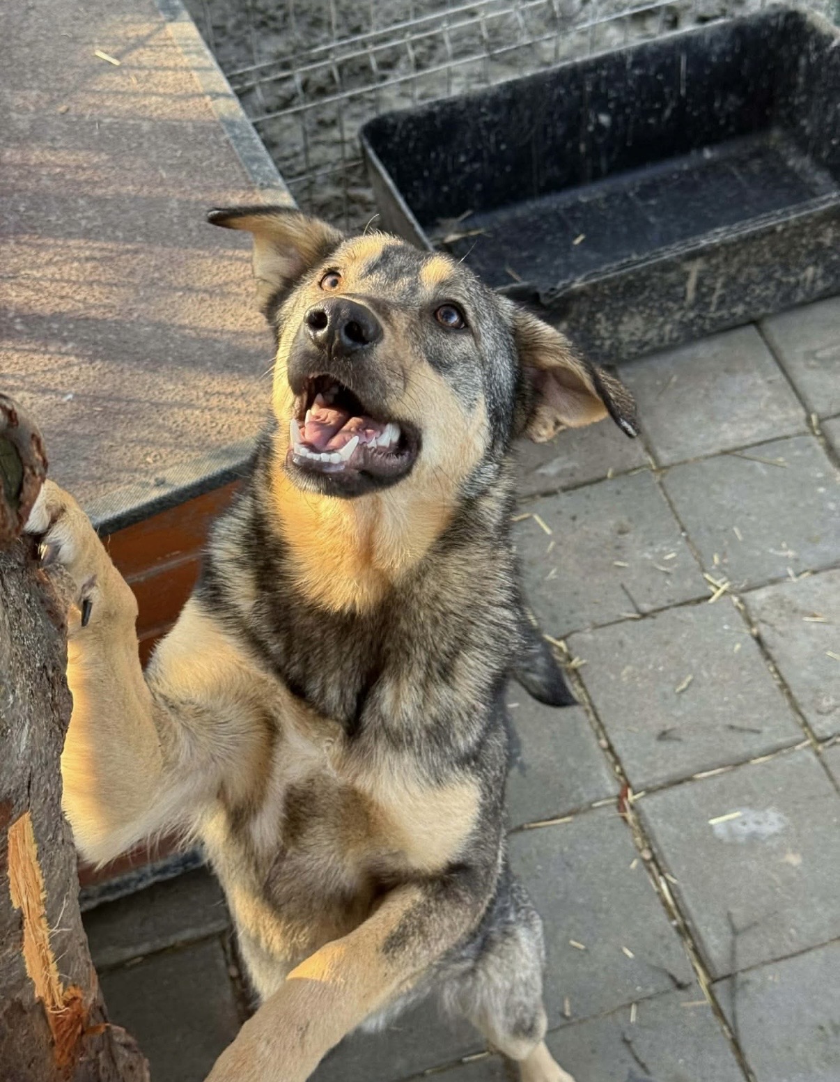 Sammy 1🐾🐕
