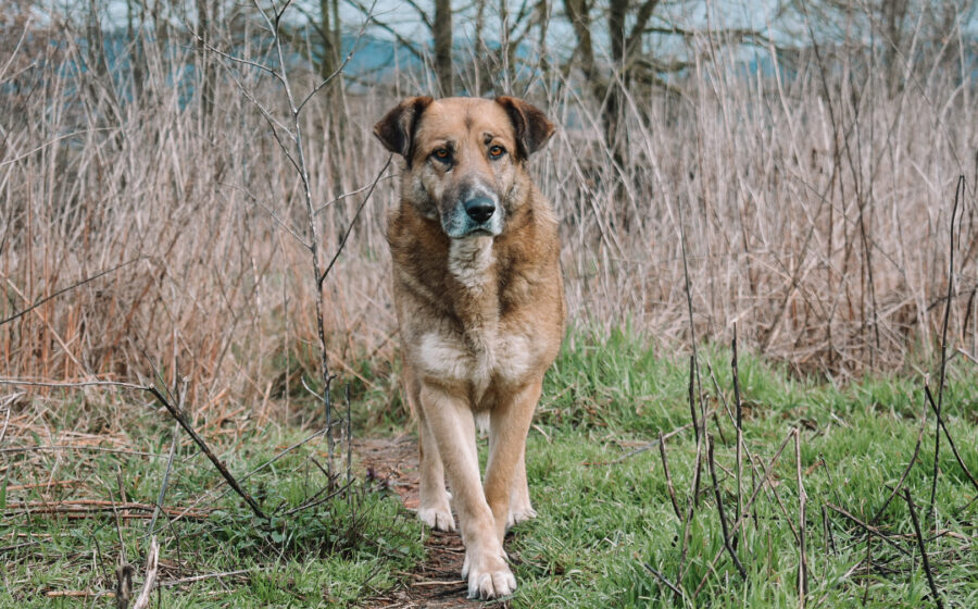 Dani