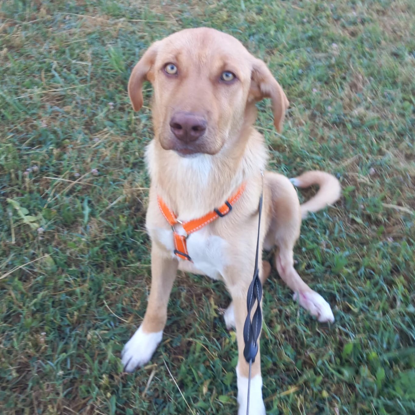 Gina