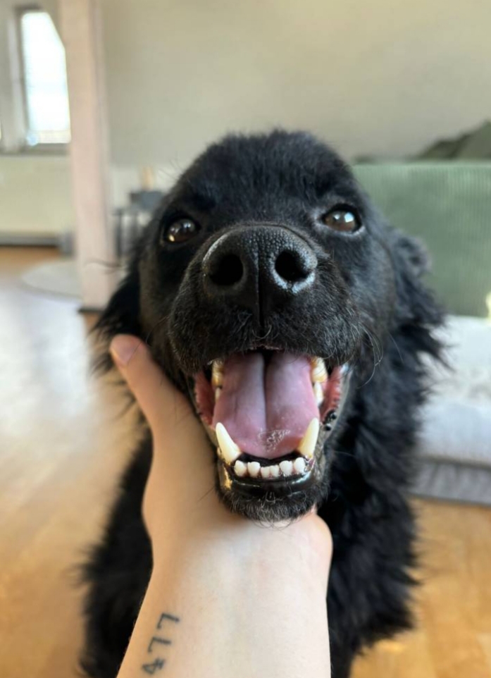 Zony