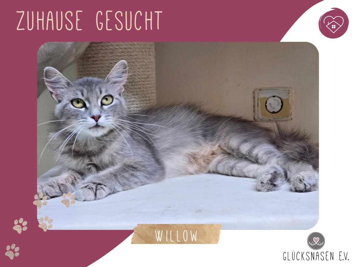 Willow packt gern ihren Koffer
