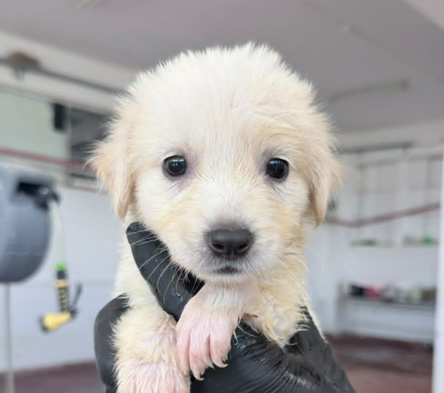 Nala