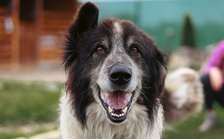 Balu
