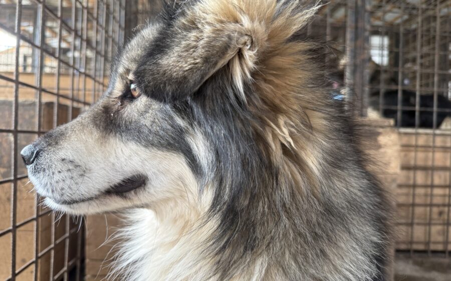 Loki
