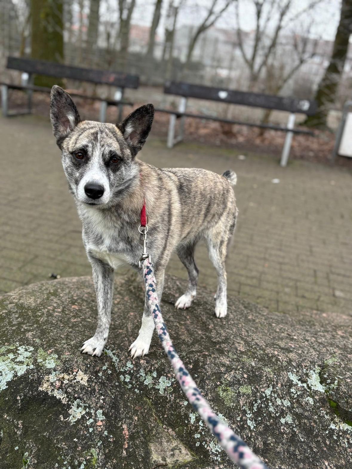 Finja