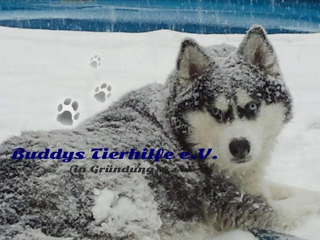 Buddys Tierhilfe