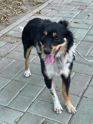 Fritz