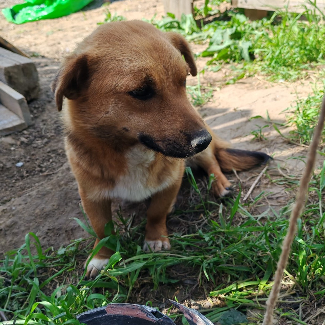 Lilu 🐕