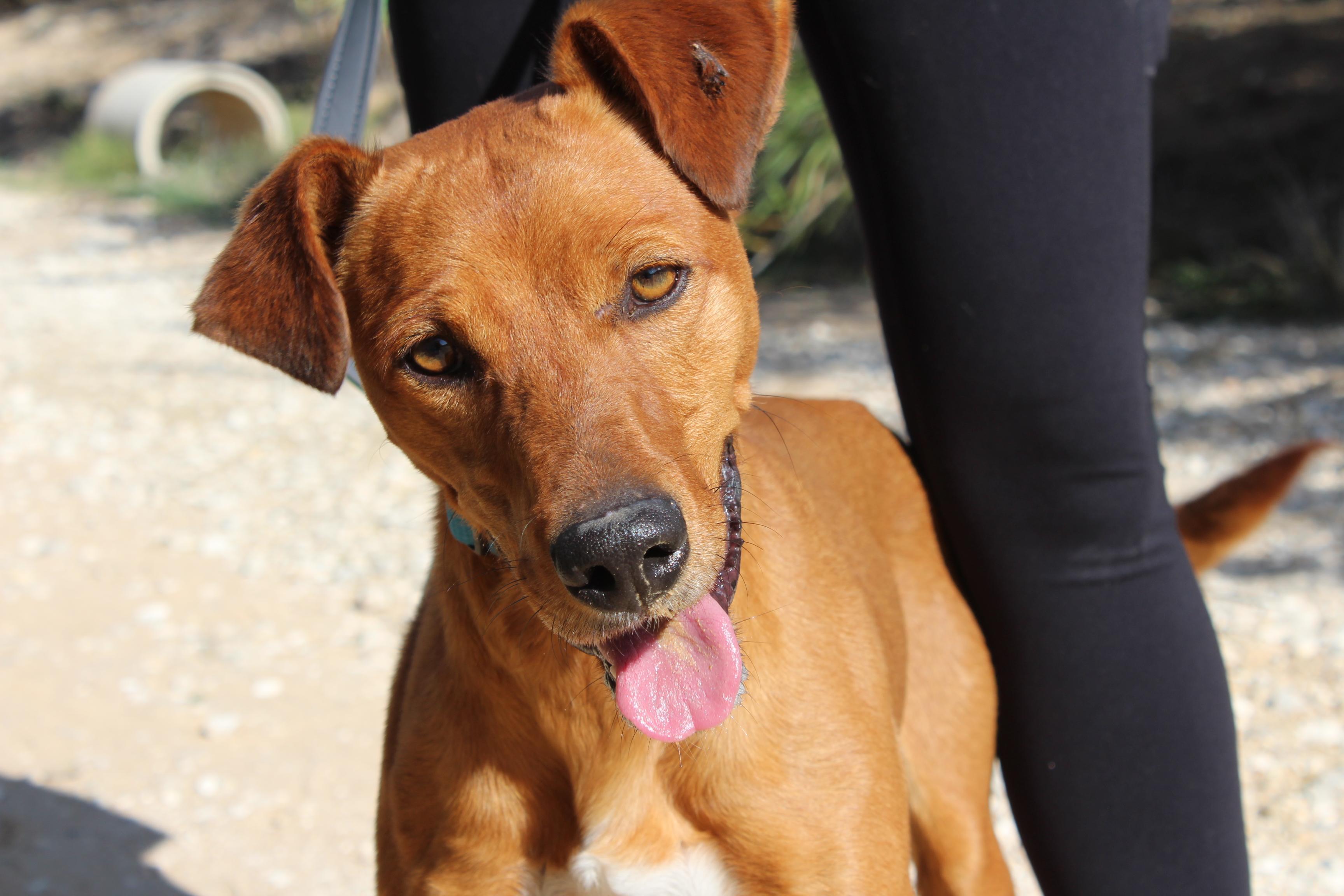 Teo ein toller Pinscher(mix)