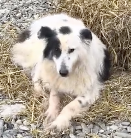 Lambada