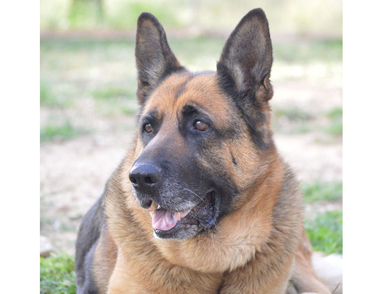 MAYA