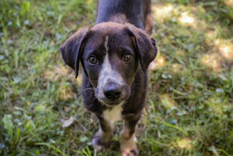 Bobi