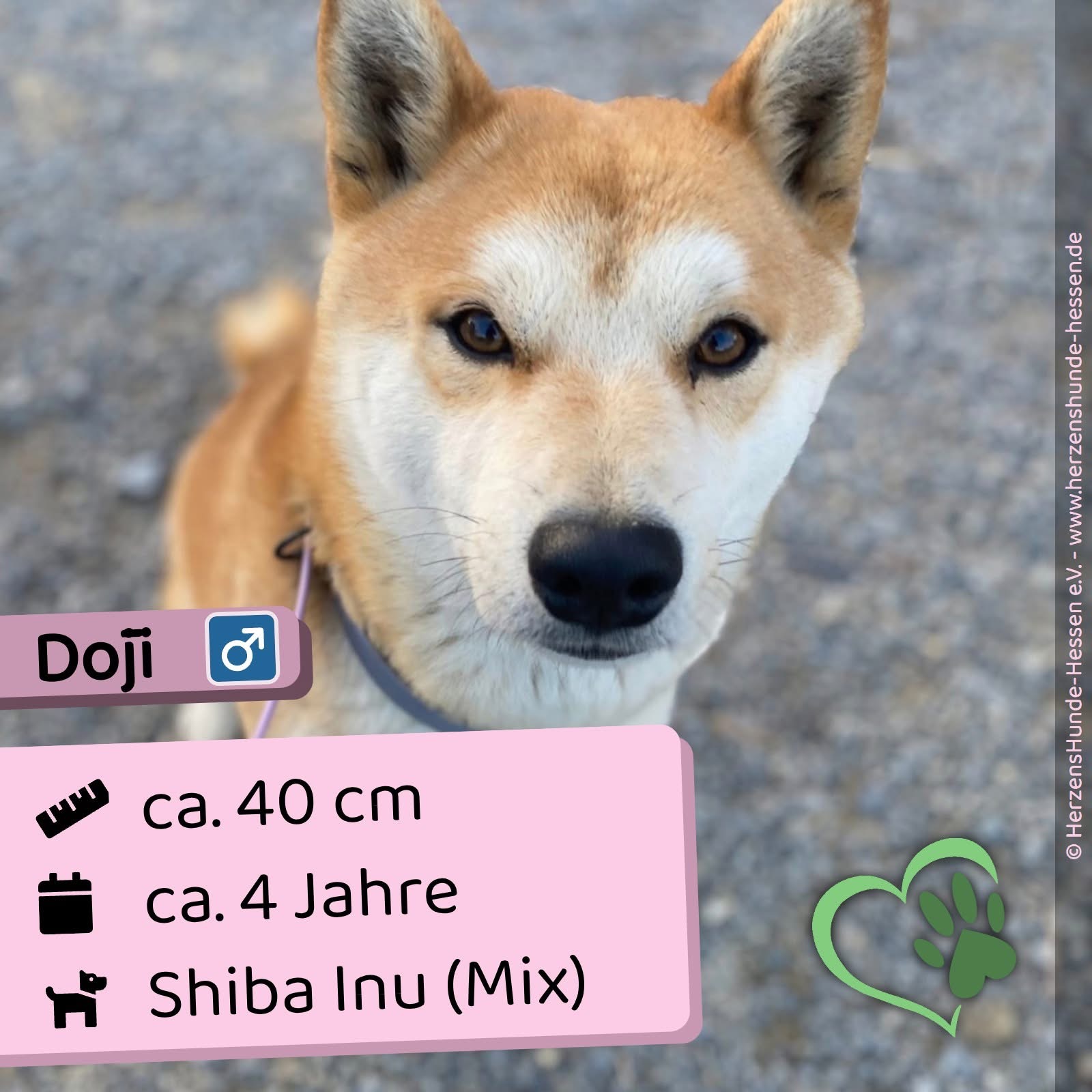 Doji