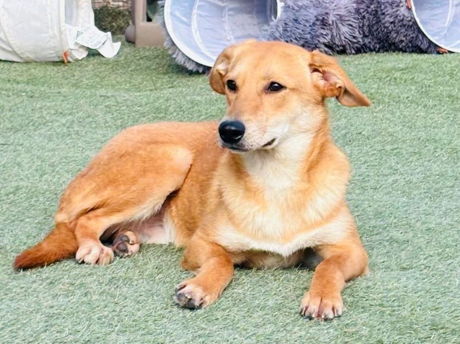 🆘🐾Lieber junger Athos🐾🆘