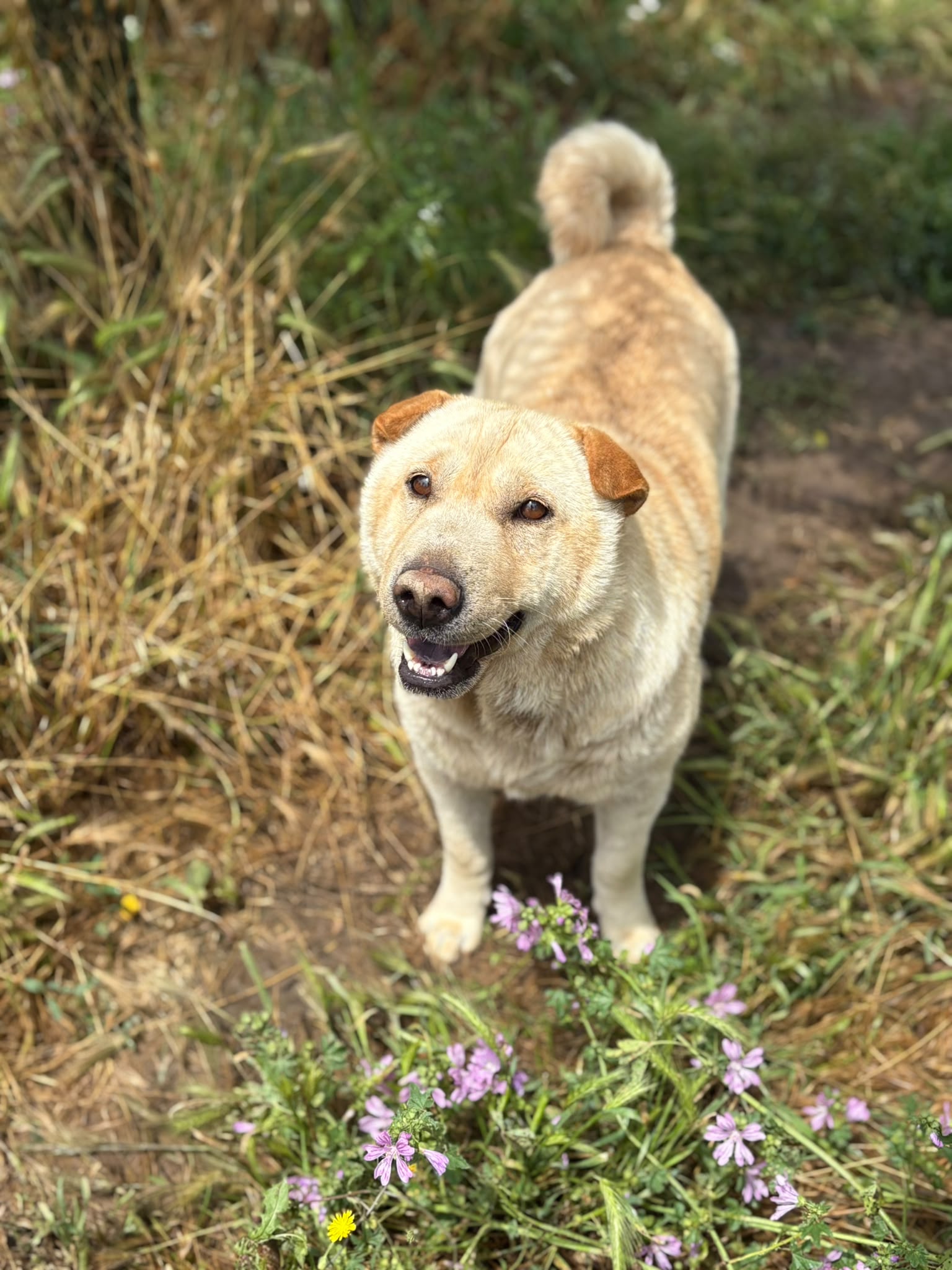 Berta