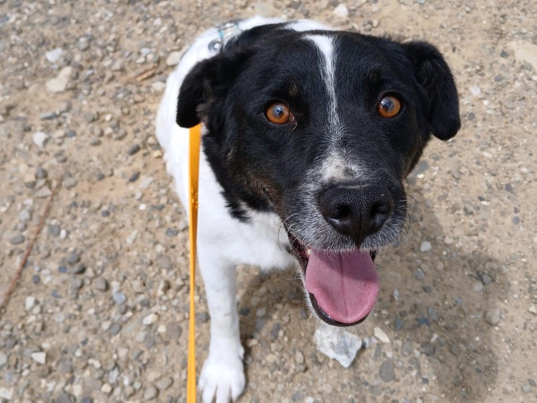 ❣️fröhlicher Schmusehund Ted❣️