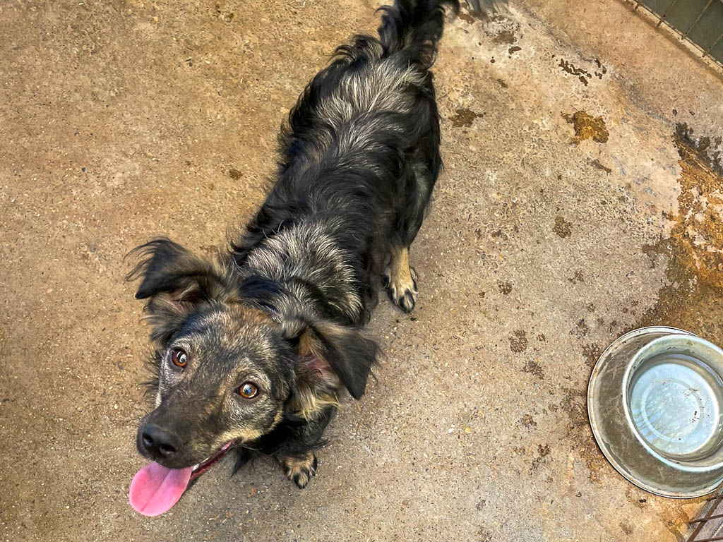 Cassi