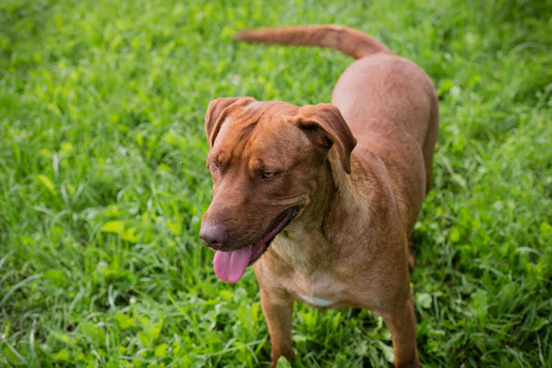 Elli