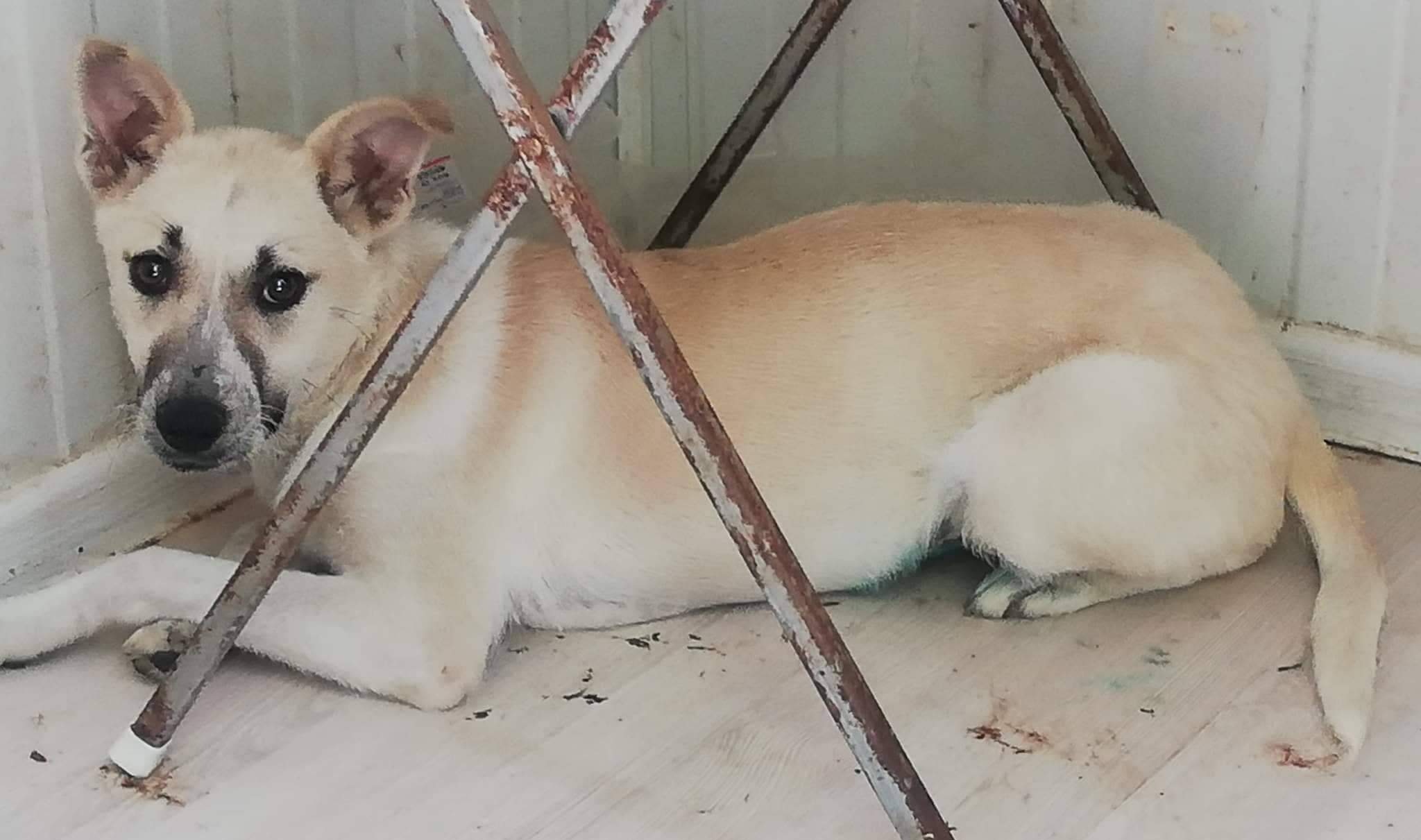 Jasmin