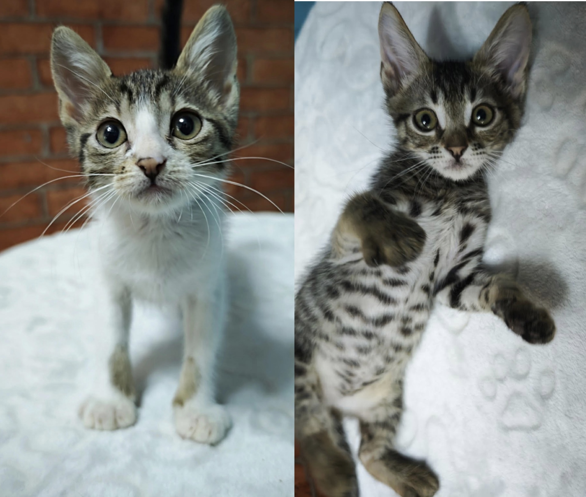 Kittenduo Plum und Peach