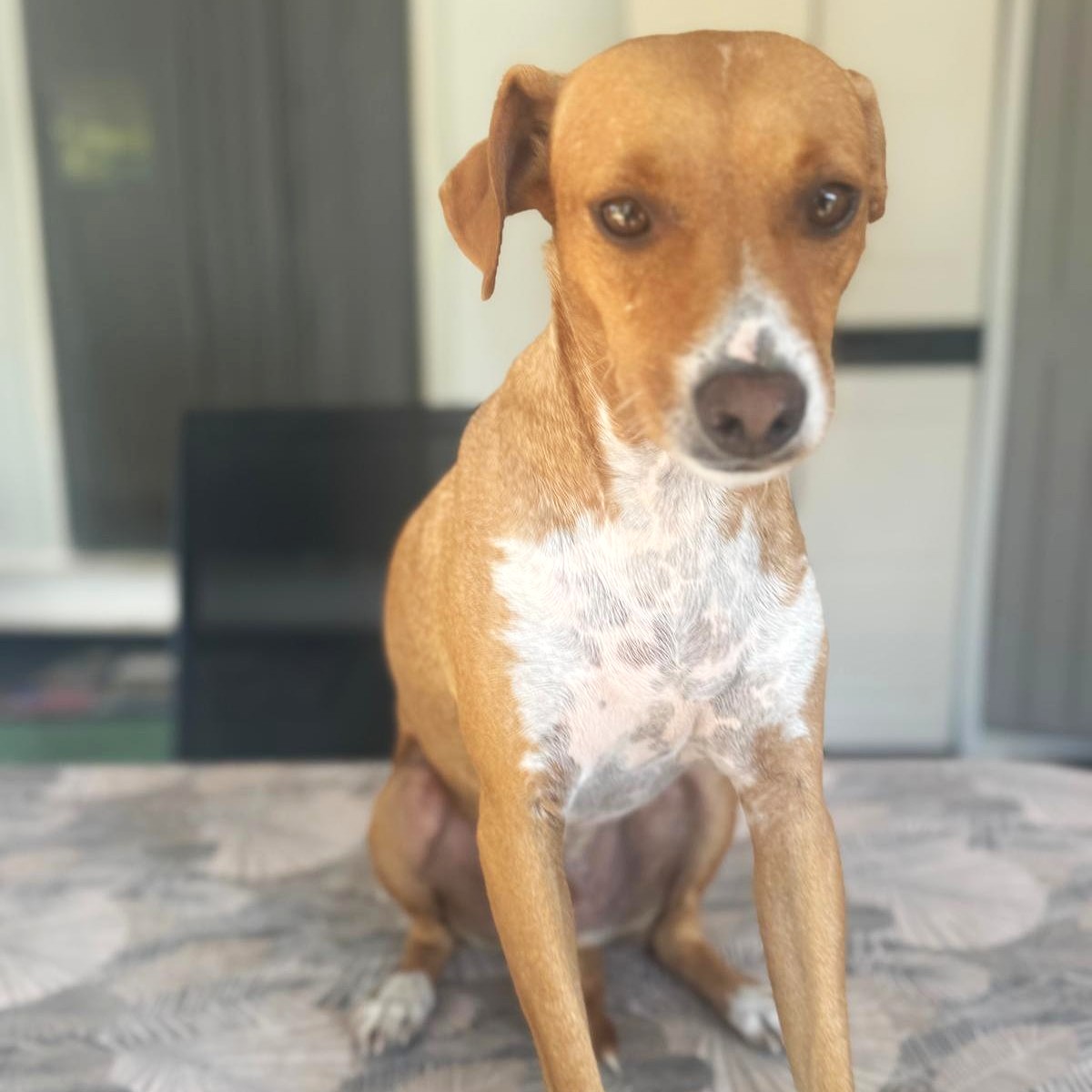 Rafa
