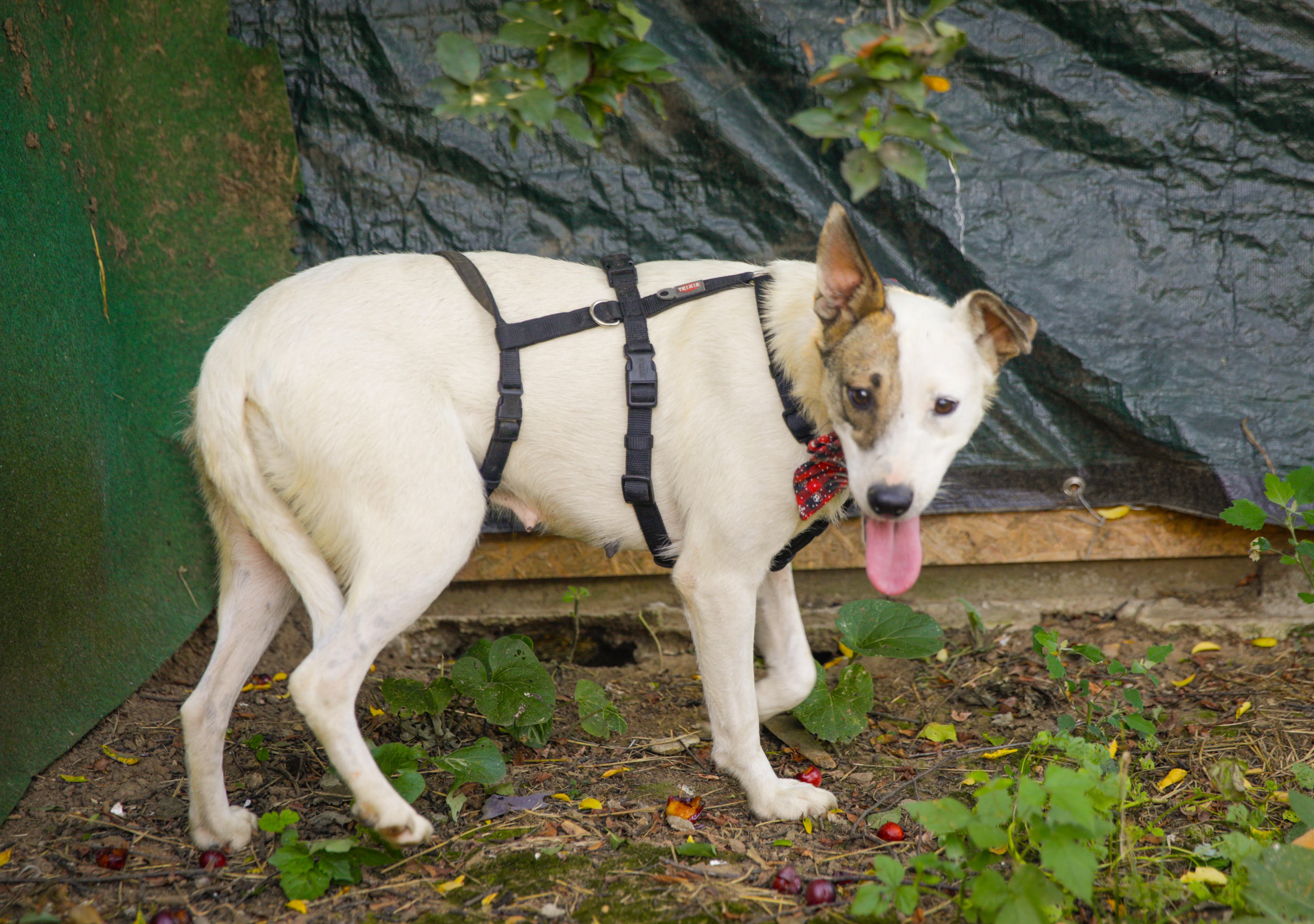 Gemma