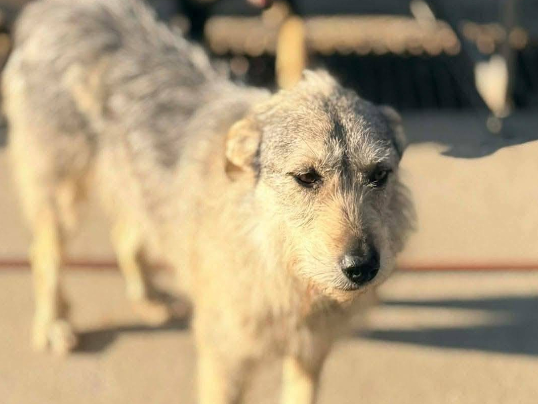 Felice 🐾🐕